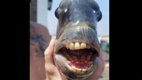 Fish with human-like teeth caught in the US. Pics go viral | Trending - Hindustan Times