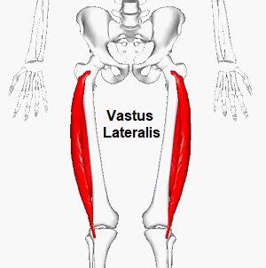 Vastus Lateralis Muscle: Anatomy & Function - Knee Pain Explained