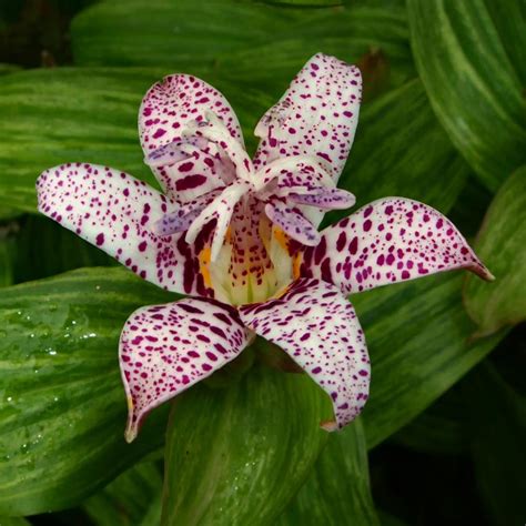 Toad Lilies: Plant Care and Collection of Varieties - Garden.org