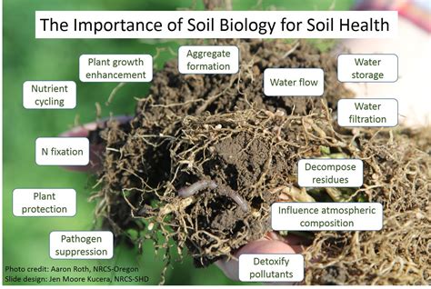 Biological Indicators of Soil Health: What they are, how they are ...