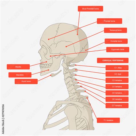 Lateral view skull and neck vertebrae bones for anatomy of head and neck bone. Stock-vektor ...