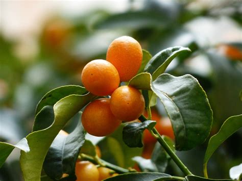 Kumquat – Urban Seedling