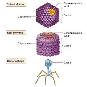 Shedding light on the role of viruses in biological evolution