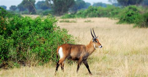 Waterbuck - Animal Corner