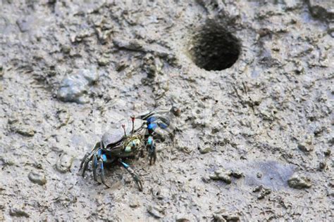 Fiddler Crab Stock Photo | Royalty-Free | FreeImages