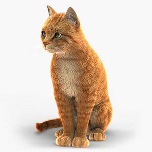 Animated Cat 3D Models for Download | TurboSquid