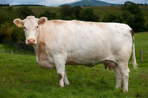 Hutchinson Photography - Images of Agriculture and Rural Life | Rare Whitebred Shorthorn cow in ...