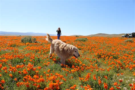 Visiting Antelope Valley Poppy Fields – Traveling Fig