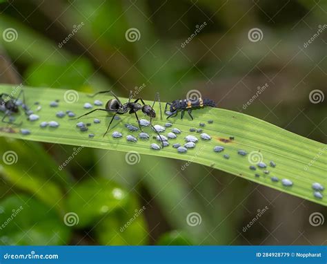 Ant are Caring for the Larvae of Aphids Stock Image - Image of ...