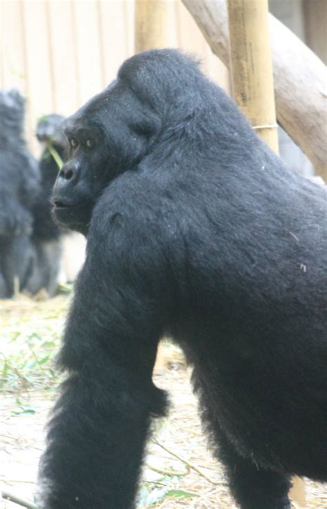 Eastern lowland gorilla - ZooChat