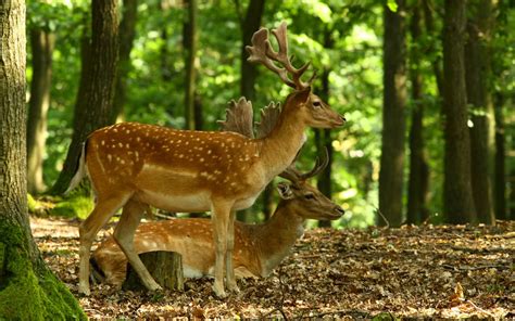 Top 22 Most Beatiful Beautiful DEER Wallpapers In HD