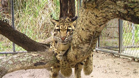 Clouded Leopard Attraction | Central Florida Zoo Animals