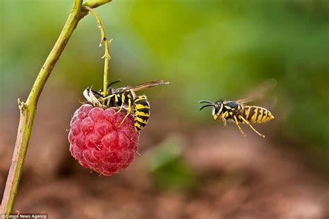 Macro Photography: Examples – Dunbar Photography