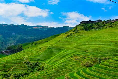 GuiLin LongSheng Rice Terraces Tour - China ChengDu Tours, Chengdu Panda Volunteer Program