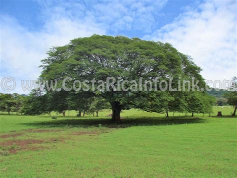 Árbol Nacional de Costa Rica: Guanacaste, Símbolo Nacional