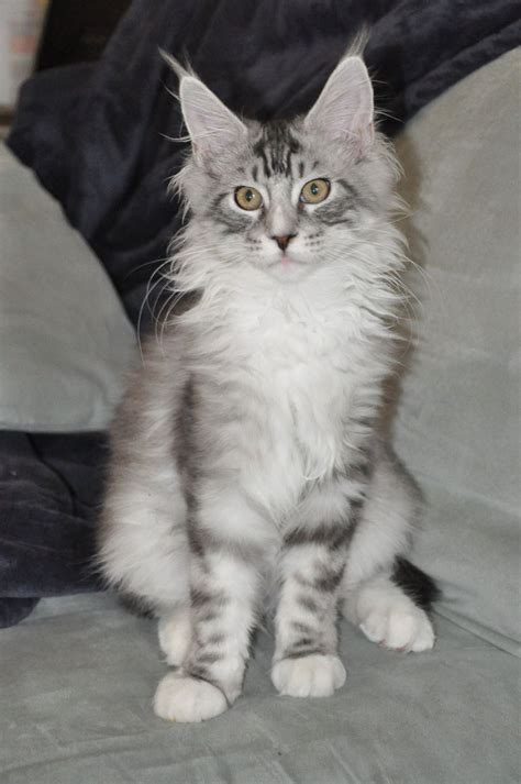 Charles of EuroCoons Maine Coon Cattery in Olathe KS - Maine Coon Kittens for Sale | Maine Coon ...