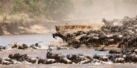 A Wildebeest River Crossing in the Serengeti National Park in Tanzania