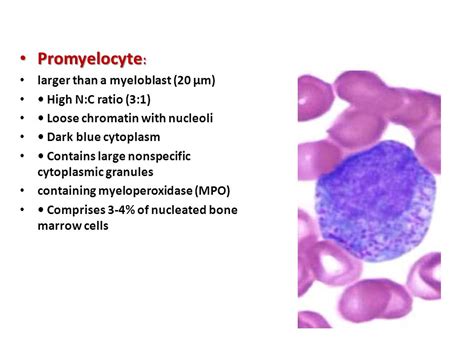 Normal Cell Maturation - ppt video online download