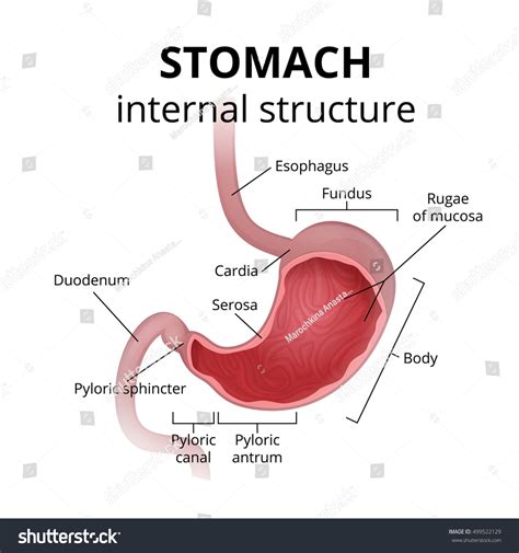 Pyloric Sphincter Diagram