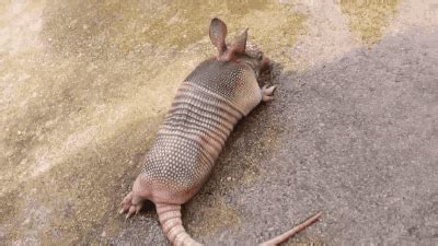 Armadillo GIF - Find & Share on GIPHY