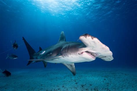 Shark Research Experience in Bimini, Bahamas - Great Hammerheads