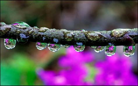 Download Nature Water Drop HD Wallpaper
