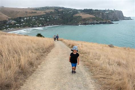 Godley Head Track with kids: The Best Coastline Walk in Christchurch