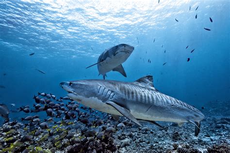 The 4 Best Places to Dive with Tiger Sharks