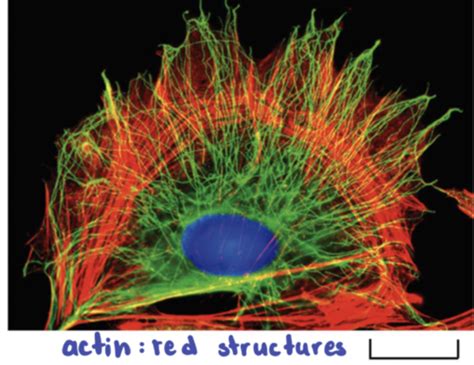 Cytoskeleton 3 Actin filaments Flashcards | Quizlet