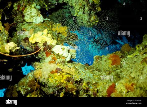 Cayman Islands Sept 1994 Digital Slides Conversions,Scuba Diving,Divers,Coral, Underwater ...