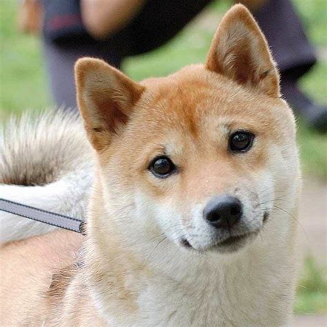 Yusuke Japan Blog: Shiba-inu: One of the most popular dog in Japan.