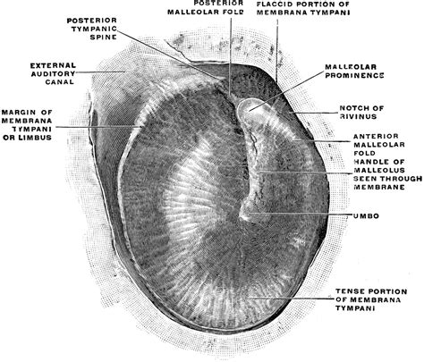 Membrana Tympani | ClipArt ETC