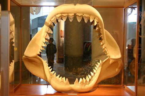 C. Megalodon - The World's Largest Sharks Ever | HubPages