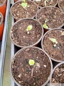 How to Grow Echinacea from Seed – GrowIt BuildIT