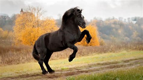 Percheron Horse Facts And Information – Breed Profile