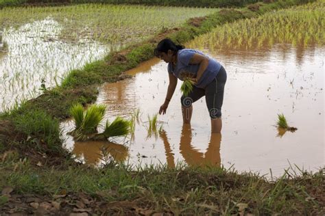 A Beautiful Young Doing Manual Planting of Rice Plant Seeds in To Wet ...