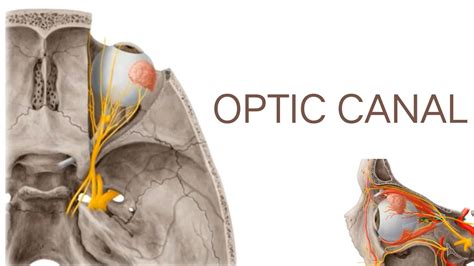 OPTIC CANAL #OSTEOLOGY OF HEAD & NECK #ANATOMY - YouTube