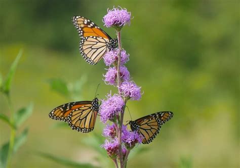 Discover the Beauty of Blazing Star | The Plant Native