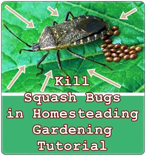 Kill Squash Bugs in Homesteading Gardening Tutorial - The Homestead Survival