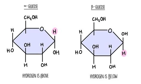 Carbohydrates and Lipids AQA — the science sauce