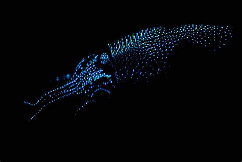 The Neon Glow of Bioluminescent Sea Creatures - Atlas Obscura