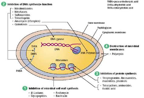 Antibiotics Mechanism Of Action Of Bacterial Cell Wall Synthesis | My ...