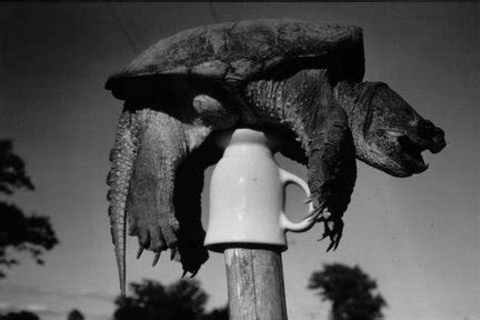 Refreshment in Refuge: Turtle on a post...