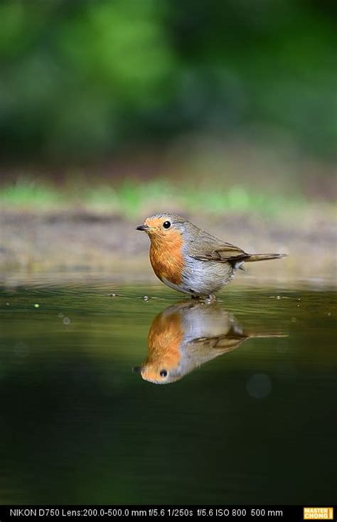 Nikon AF-S NIKKOR 200-500mm f/5.6E ED VR Official Sample Photos ...