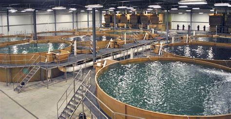 4 Common Methods for Aquaculture - The Healthy Fish