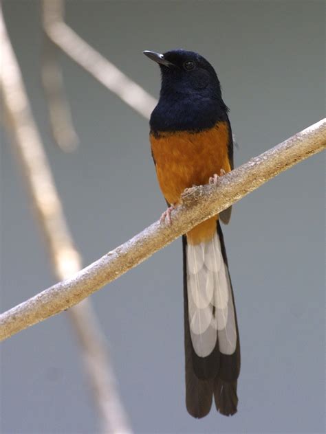 Burung Murai Batu - White Rumped Shama (Copsychus Malabaricus) - Ryan Maigan Birds