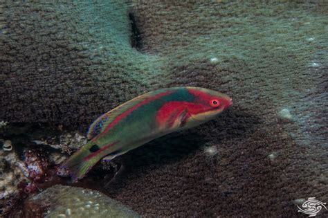 Exquisite Fairy Wrasse- Facts and Photographs | Seaunseen