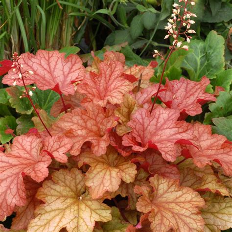 Heuchera ‘Paprika’ | TERRA NOVA® Nurseries, Inc.