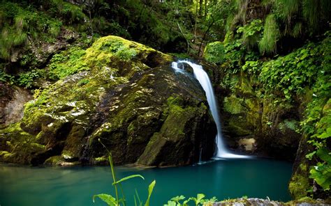 Rainforest Backgrounds - Wallpaper Cave