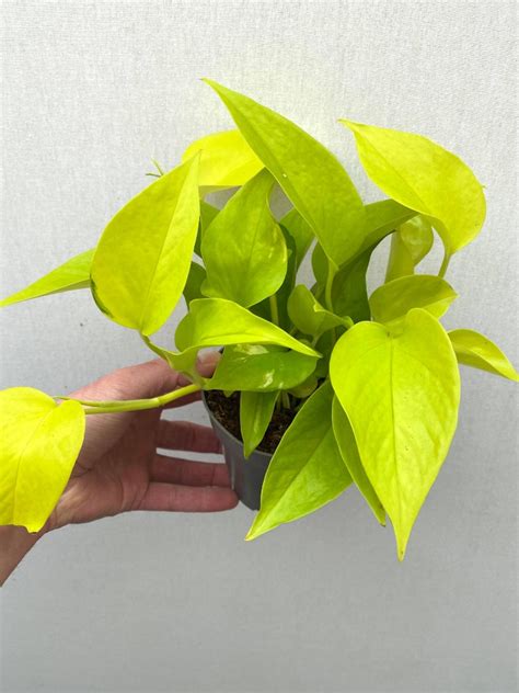 Epipremnum Neon Variegated - Pothos Plant